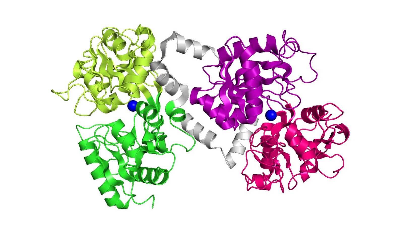 Un integratore con lattoferrina per un organismo forte e sano