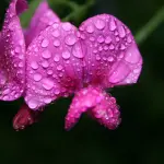 Pisello odoroso, cos’è e come si coltiva